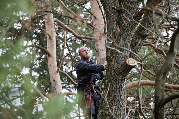 Reliable Homeland, CA Tree Care Solutions